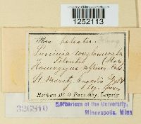 Puccinia conglomerata image