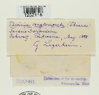 Puccinia conglomerata image