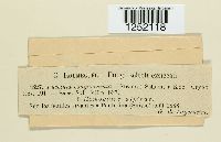 Puccinia conglomerata image