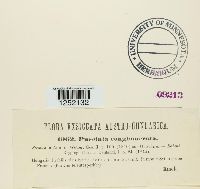 Puccinia conglomerata image