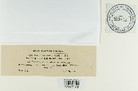 Puccinia coronata image