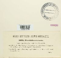 Puccinia coronata image