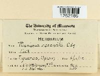 Puccinia coronata image