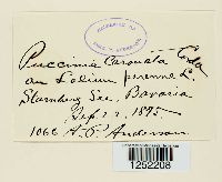 Puccinia coronata image