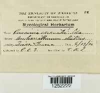 Puccinia coronata image