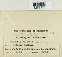 Puccinia coronata image