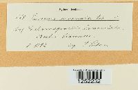 Puccinia coronata image