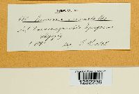 Puccinia coronata image