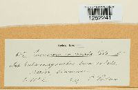 Puccinia coronata image