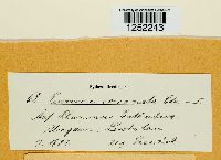 Puccinia coronata image