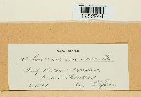 Puccinia coronata image