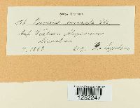 Puccinia coronata image