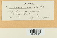 Puccinia coronata image