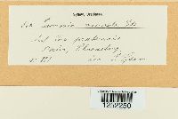 Puccinia coronata image