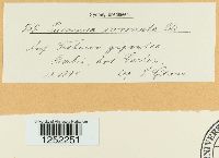 Puccinia coronata image