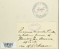 Puccinia coronata image