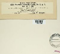 Puccinia coronata image