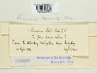 Puccinia coronata image