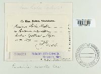 Puccinia coronata image