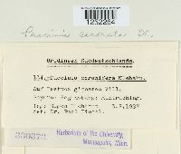 Puccinia coronata image