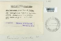 Puccinia coronata image