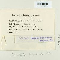 Puccinia coronata image