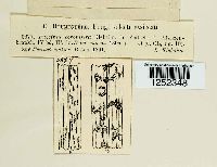 Puccinia coronifera image