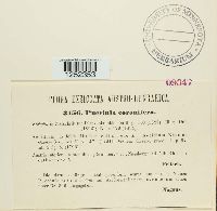 Puccinia coronifera image