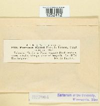 Puccinia cyani image