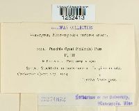 Puccinia cyani image