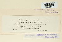 Puccinia cyani image