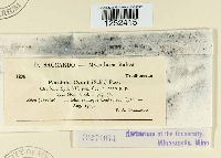 Puccinia cyani image