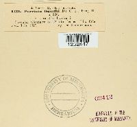 Puccinia arenariae image