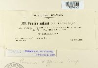 Puccinia difformis image