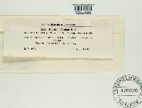 Puccinia drabae image