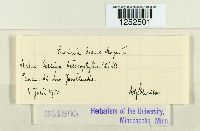 Puccinia dioicae image