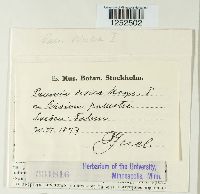 Puccinia dioicae image