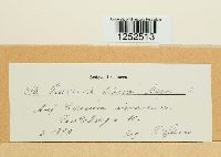 Puccinia dioicae image