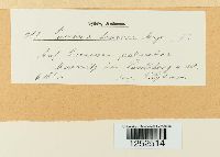 Puccinia dioicae image