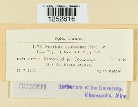 Puccinia gentianae image