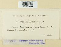 Puccinia gentianae image