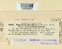 Puccinia gentianae image