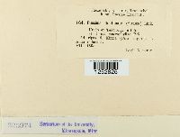 Puccinia gentianae image