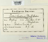 Puccinia gentianae image