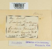 Puccinia gentianae image