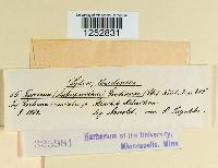 Puccinia gentianae image