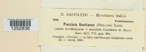 Puccinia gentianae image