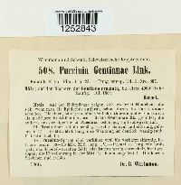 Puccinia gentianae image