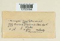 Puccinia graminis image