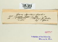 Puccinia graminis image